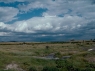 Savana