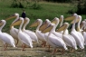 Pelicani in Rezervatia Queen Elizabeth