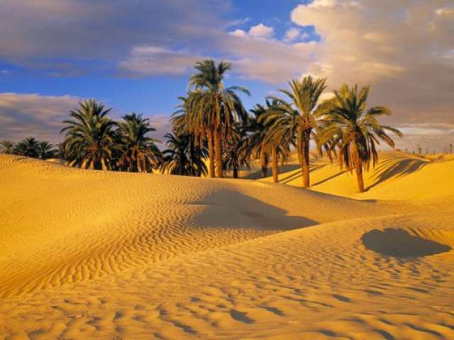 Arabian Desert Oasis