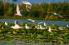 Delta Dunării și Dobrogea 5 zile
