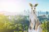 AUSTRALIA - NOUA ZEELANDA: 13 nopti cazare...