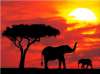 NOU! KENYA–SAFARI SI PLAJA LA OCEANUL ...
