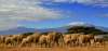REVELION 2020 KENYA - Safari si plaja la...