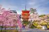 JAPONIA - Sarbatoarea ciresilor in floar...
