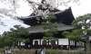 JAPONIA Sarbatoarea ciresilor in floare