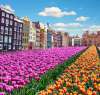AMSTERDAM PARADA FLORILOR