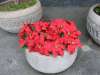EXCURSIE 1 ZI TARGUL DE CRACIUN BRASOV -...