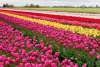 CIRCUIT AMSTERDAM - PARADA FLORILOR - SEJUR...