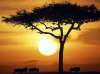 Kenya Safari si plaja la Oceanul Indian Mai...