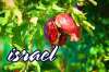 Israel – Taramul Religiilor