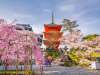 JAPONIA – CULORILE TOAMNEI