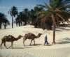 Tunisia , Marele Tour