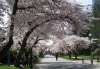 Japonia Festivalul Ciresilor in Floare 2...