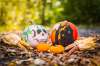 EXCURSIE 2 ZILE PETRECERE HALLOWEEN - BA...
