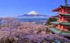 JAPONIA – FESTIVALUL CIRESILOR IN FLOARE!...