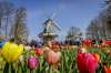 Festivalul Florilor (Germania - Olanda -...