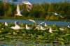 EXCURSIE 2 ZILE DELTA DUNARII - CROAZIERA...