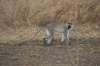 28.06, 05.07.2021, Charter Kenya - Safari...