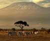 KENYA: SAFARI TSAVO EST & SEJUR MOMBASA...