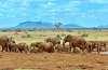 JUMBO KENYA: SAFARI TSAVO EST & SEJUR...