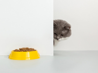 foto Nutritia pisicilor sterilizate: 5 lucruri de care sa tii cont