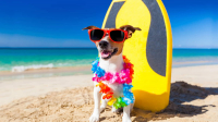 foto Iți doresti o vacanta perfecta la plaja impreuna cu cainele tau? Iata 6 sfaturi de la medicii veterinari din Suceava
