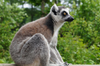 foto Cand este cel mai bun moment sa vizitezi Madagascar? Sezonul ideal pentru o vacanta de neuitat
