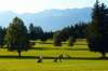  Best Western Golf Reitsporthotel Romerhof