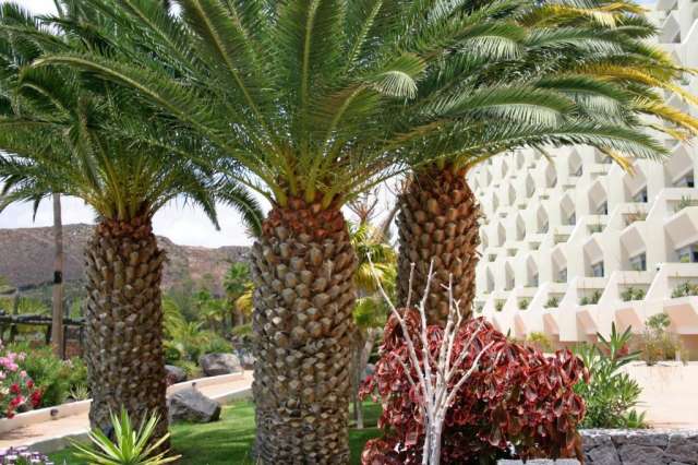 ULTRA LAST MINUTE INSULELE CANARE 4**** ALL INCLUSIVE BEATRIZ SPA ZBOR DIRECT DIN OTOPENI CU TAXE INCLUSE