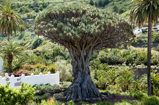 REVELION EXOTIC TENERIFE, TRANSPORT AVION DIN BUCURESTI, 7 NOPTI CAZARE
