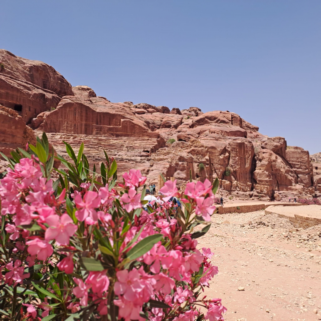 VACANTA PASTE IORDANIA, 7 NOPTI CAZARE CU DEMIPENSIUNE, GHID SI INSOTITOR ROMAN, ZBOR TAROM DIN 5 ORASE