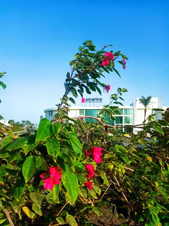 21.06 avion Bucuresti, Egipt - Regiunea Sharm el Sheikh Sharm El Sheikh, Amarina Sun Resort & Aqua Park 528 EURO, 7 nopti, All inclusive