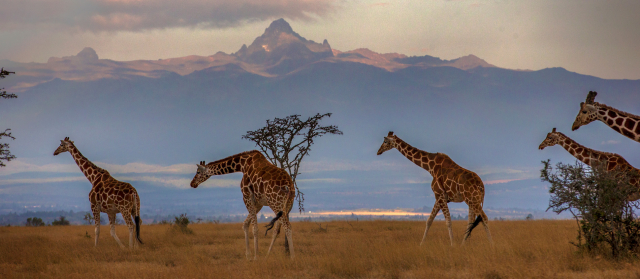 Ultimele locuri!!! Sejur inedit in Kenya la doar 1657 euro,avion din Bucuresti!!! Sarova Whitesands Beach Resort