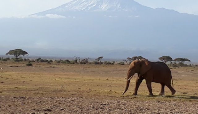 EXCURSIE DE FAMILIE KENYA, SAFARI SI PLAJA, AVION DIN BUCURESTI, LA TARIFUL DE 1974 EURO/PERSOANA, PENSIUNE COMPLETA!