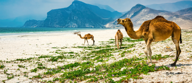 LUST MINUTE ! OMAN SALALAH , plecare din Bucuresti ! ( vp)