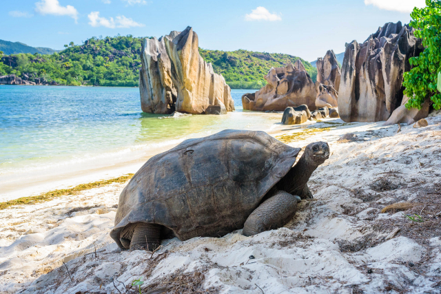 SEYCHELLES - 7 NOPTI - ZBOR DIN BUCURESTI (T.L)