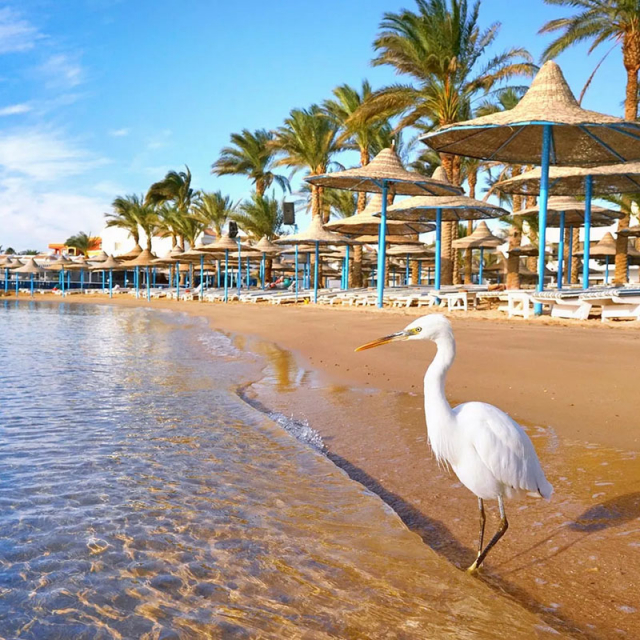  Vacanta de iarna la plaja in Hurghada la doar 539 euro,avion din Cluj!!! Pickalbatros White Beach Resort 5*