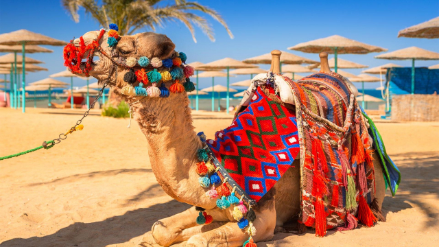 Ultimele 4 locuri!!!Vacanta copiilor la plaja in Hurghada la 630 euro,avion din Tim!!!BELLAGIO BEACH RESORT &amp; SPA 5*