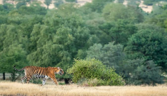 INDIA, RAJASTHAN SI SAFARI IN PARCUL NATIONAL RANTHAMBORE, AVION DIN BUCURESTI, LA HOTEL DE 4*, TARIF DE 1399 EURO/PERS, HB!