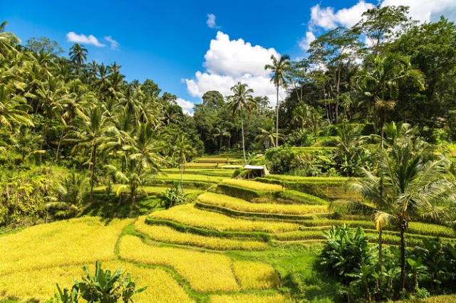 SUPER OFERTA - BALI, UBUD  +  PLAJA CU ZBOR DIN BUCURESTI - last minute!!