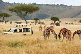 KENYA --- SAFARI SI SEJUR pecare din Cluj (OR)