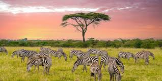 KENYA --- SAFARI SI SEJUR pecare din Cluj (OR)