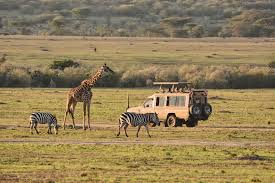KENYA --- SAFARI SI SEJUR pecare din Cluj (OR)