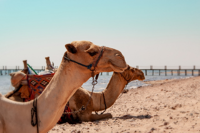 SUPER OFERTA EGIPT HURGHADA, ZBOR DIN BUCURESTI, 7 NOPTI CAZARE SEA GULL BEACH RESORT 4*, ALL INCLUSIVE