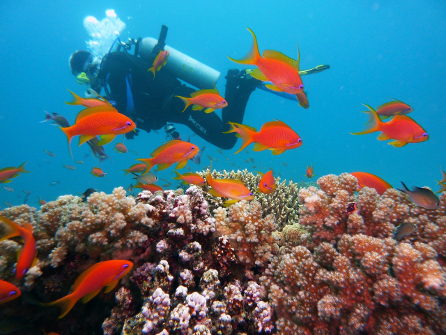 SUPER OFERTA EGIPT SHARM, ZBOR DIN BUCURESTI, 7 NOPTI CAZARE PICKALBATROS ROYAL MODERNA 5*, ALL INCLUSIVE