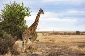 KENYA --- SAFARI SI SEJUR - zbor din Cluj (OR)