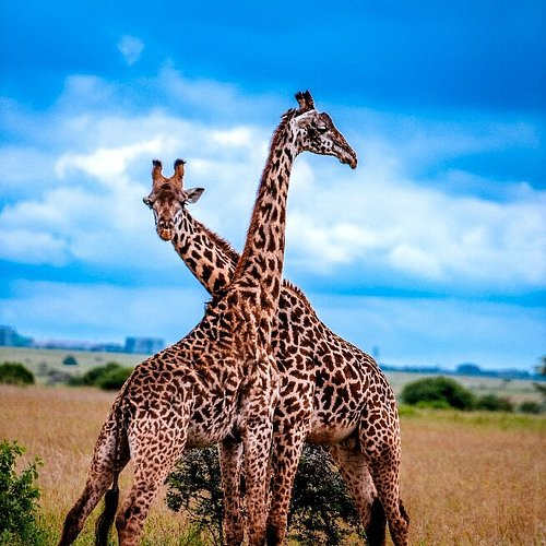KENYA --- SAFARI SI SEJUR - zbor din Cluj (OR)