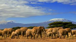 KENYA --- SAFARI SI SEJUR - zbor din Cluj (OR)