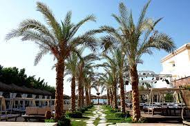 SUPER DEAL EGIPT ELISEES DREAM BEACH  4 *ALL INCLUSIVE PRET 437 EURO PLECARE IN 19.09.2025