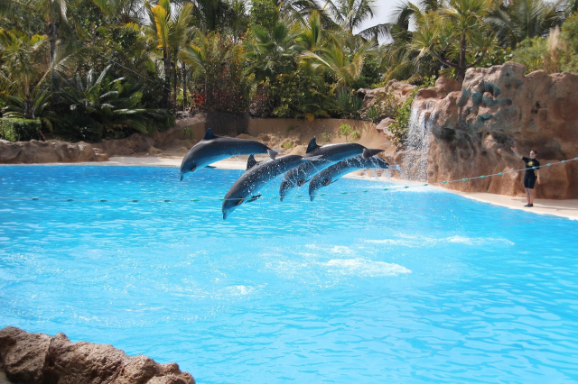 SUPER OFERTA TENERIFE, TIGOTAN LOVERS &amp; FRIENDS 4* ADULTS ONLY, 7 NOPTI CAZARE CU DEMIPENSIUNE, ZBOR DIN BUCURESTI